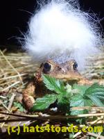 /home//u458753944/public_html/sourcegallery/////Roxborough Toad Detour/2022/2022-04-14 and 04-13/P4140990.JPG